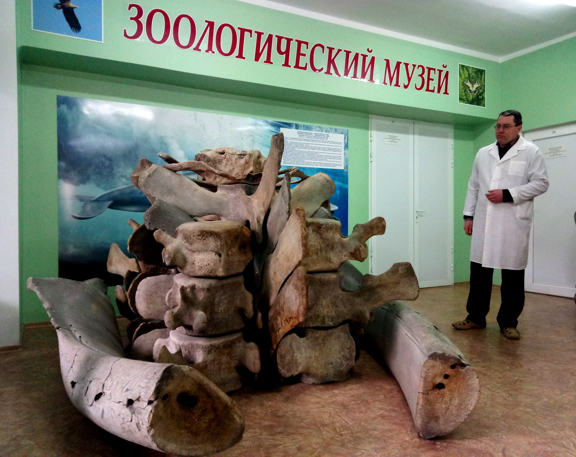 Зоологический музей ДонНУ – обитель самого большого современного животного на планете